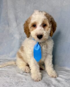 parti medium sized goldendoodle puppy for adoption