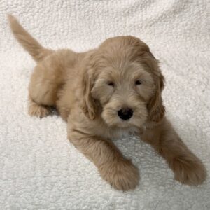 mini goldendoodle female with a golden coat