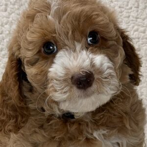 red mini goldendoode with white trim for adoption