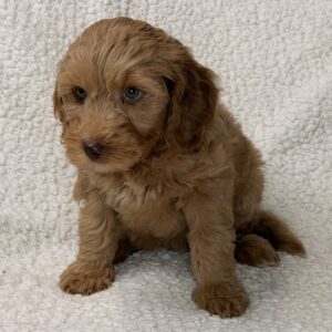 brown mini goldendoodle female puppy with no curl coat