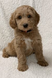 teddy bear brown mini goldendoodle female puppy for adoption