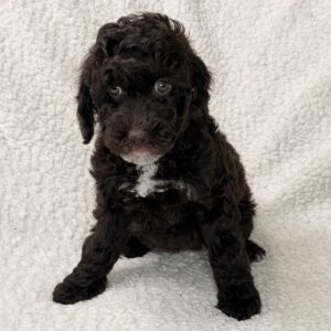 Chocolate mini goldendoode female puppy for adoption