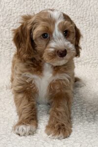 red tuxedo mini goldendoodle female for adoption in AL
