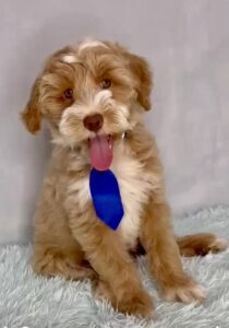 tuxedo apricot mini goldendoodle boy