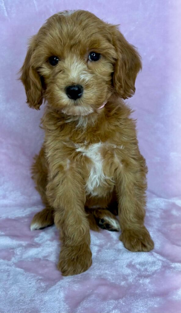 teddy bear brown mini goldendoodle for adoption near me