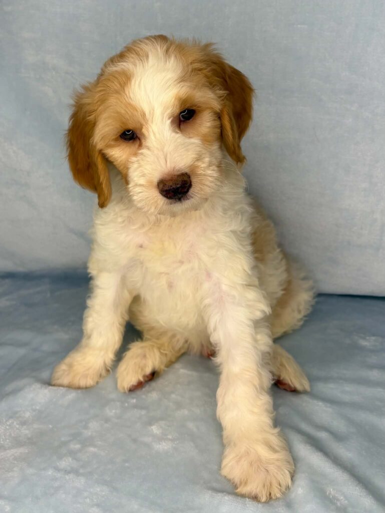 parti mini goldendoodle boy for adoption