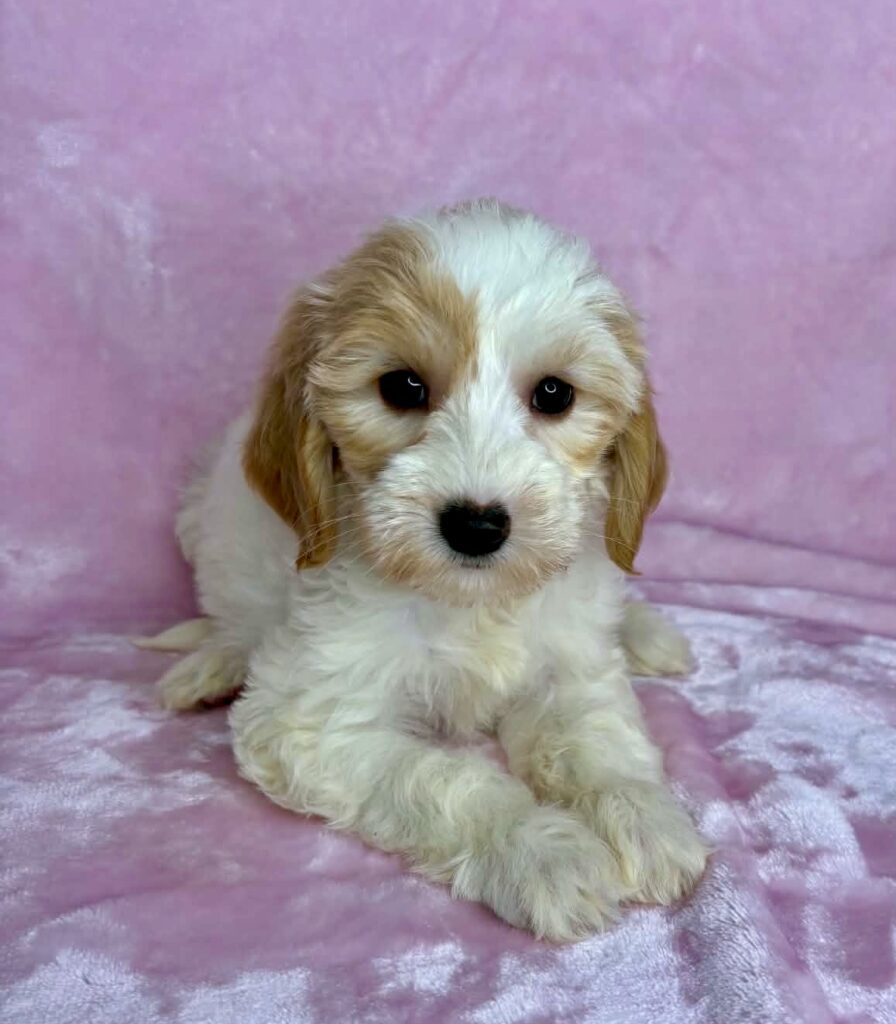 parti mini goldendoodle female puppy for adoption in Alabama