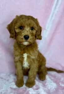 red mini goldendoodle girl for adoption