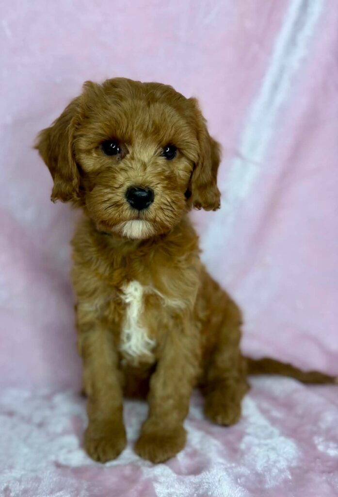 red mini goldendoodle girl for adoption