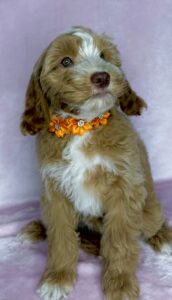 blonde/apricot teddy bear mini goldendoodle