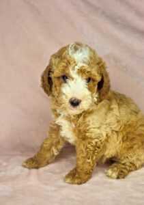 female tuxedo pattern mini goldendoodle