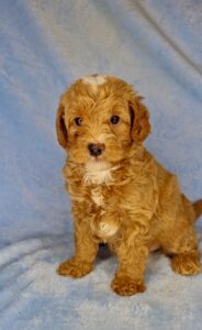 red and white mini goldendoodle for sale in AL