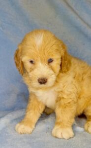 blue eyed medium sized goldendoodle