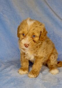 liver nosed green eyed mini goldendoodle for adoption