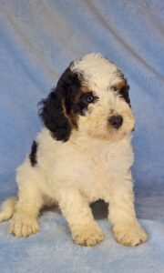 tri color parti mini goldendoodle male puppy for adoption