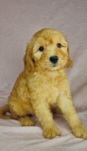 golden color mini goldendoodle female puppy for adoption