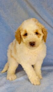 medium white goldendoodle for adoption