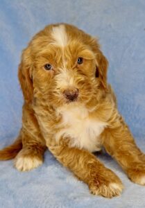 red tuxedo male puppy for adoption