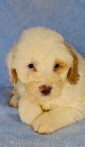 how much is a medium goldendoodle? text us 205-249-9766