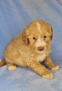 goldendoodle male puppy available for adoption