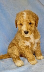 brown medium sized goldendoodle for sale