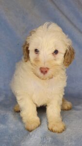 white mini goldendoodle for adoption