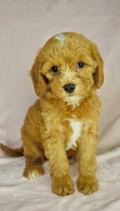 apricot female mini goldendoodle for adoption