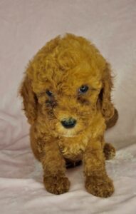 red curly female mini goldendoodle for sale