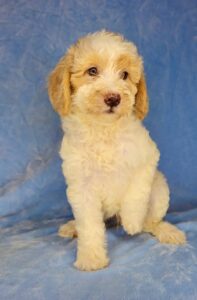 wavy coat parti mini goldendoodle for adoption in AL