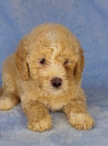 blonde curly medium size goldendoodle for available