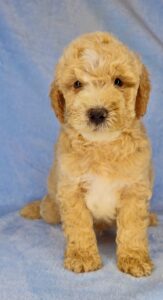 golden blonde medium goldendoodle for adoption