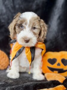 brown merle parti mini goldendoodle male puppy available for adoption