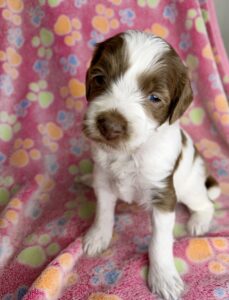 brown parti mini goldendoodle female puppy for adoption near me.