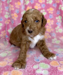 red mini Goldendoodle with big white chest for sale
