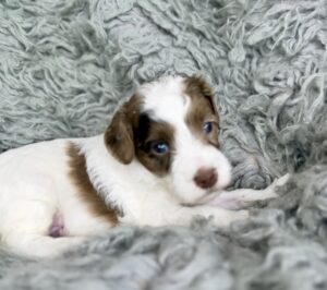 brown and white spotted mini goldendoodle male puppy.