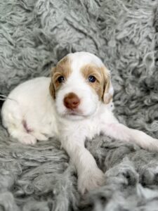 red and white mini goldendoodle female puppy
