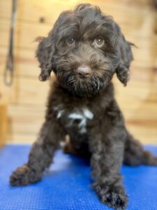 chocolate mini goldendoodle for adoption now.
