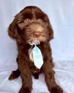 no curl chocolate mini goldendoodle boy for adoption near me