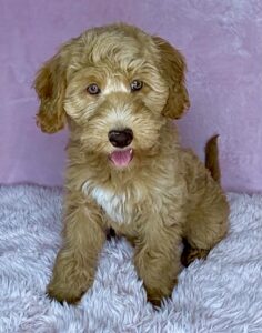 teddy bear blonde mini goldendoodle for adoption near me