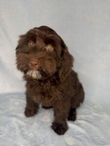 chocolate mini goldendoodle male puppy for adoption