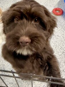 no curl mini goldendoodle for adoption in AL