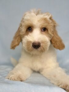 petite parti male puppy for adoption