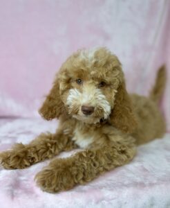 teddy bear mini Goldendoodle female of adoption in AL