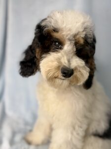 tri-color micro mini Goldendoodle for sale in AL