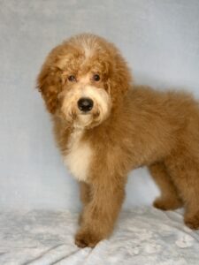 slightly older red curly male tuxedo mini goldendoodle available to purchase