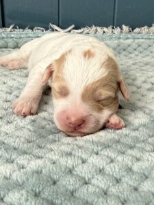 parti mini goldendoodle female puppy for sale near me