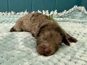 chocolate merle mini goldendoodle female puppy for adoption in AL