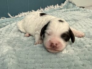 dark chocolate parti mini goldendoodle female puppy for adoption near me