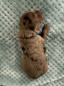 chocolate merle male puppy for adoption