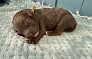 brown mini goldendoodle female puppy for adoption